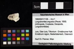 Foto (Objket + Etiketten) von Longodromites angustus (Reuss, 1858) 